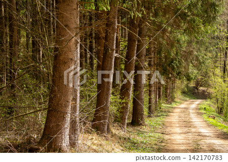 Forest path in Lorenzenberg, Carinthia, the Central Eastern Alps in Austria. Forest path in Lorenzenberg, Carinthia, the Central Eastern Alps in Austria. 142170783