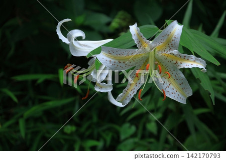 The king of lily 142170793