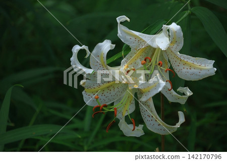 The king of lily The king of lily 142170796