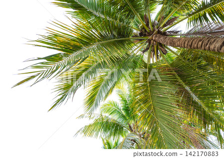 Low Angle View of Coconut Palm Tree Isolated on White Background Low Angle View of Coconut Palm Tree Isolated on White Background 142170883