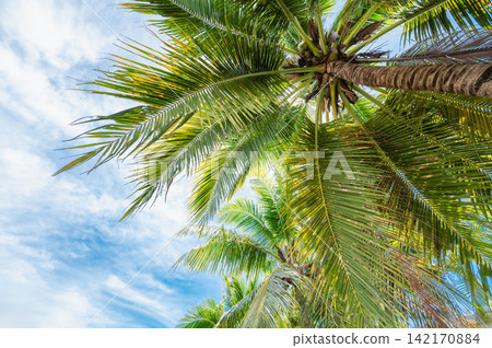Tropical Paradise Background Coconut Palm Fronds with Blue Sky for Resort Advertising Tropical Paradise Background Coconut Palm Fronds with Blue Sky for Resort Advertising 142170884