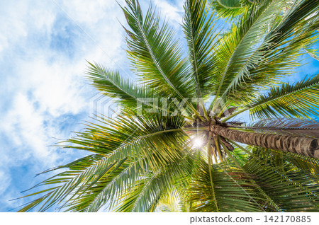 Bottom up View of Green Coconut Tree Leaves with Sunlight Shining Through Bright Sky Bottom up View of Green Coconut Tree Leaves with Sunlight Shining Through Bright Sky 142170885