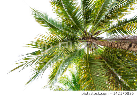 Bottom up Shot of Tropical Palm Tree Leaves and Trunk Isolated on White Bottom up Shot of Tropical Palm Tree Leaves and Trunk Isolated on White 142170886