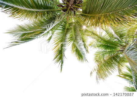 Tropical Coconut Tree Cutout Element for Design and Banner Isolated on White Background Tropical Coconut Tree Cutout Element for Design and Banner Isolated on White Background 142170887