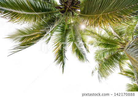 Scenic Tropical Summer Concept Green Palm Fronds Isolated on White Background for Travel Banner Scenic Tropical Summer Concept Green Palm Fronds Isolated on White Background for Travel Banner 142170888