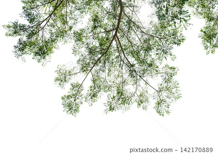 Low Angle View of Spreading Tree Branches and Green Leaves Isolated on White Background Low Angle View of Spreading Tree Branches and Green Leaves Isolated on White Background 142170889