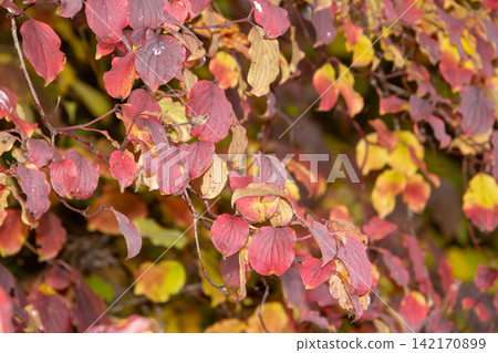 Close-up of a leaf in autumn colors. Can be used for a grieving and condolence card. Close-up of a leaf in autumn colors. Can be used for a grieving and condolence card. 142170899