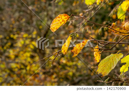 Close-up of a leaf in autumn colors. Can be used for a grieving and condolence card. Close-up of a leaf in autumn colors. Can be used for a grieving and condolence card. 142170900