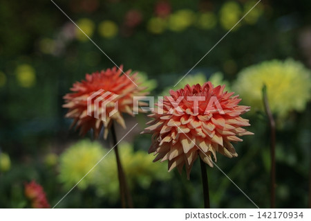 Colorful large flower Colorful large flower 142170934