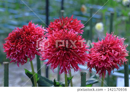 Colorful large flower Colorful large flower 142170936
