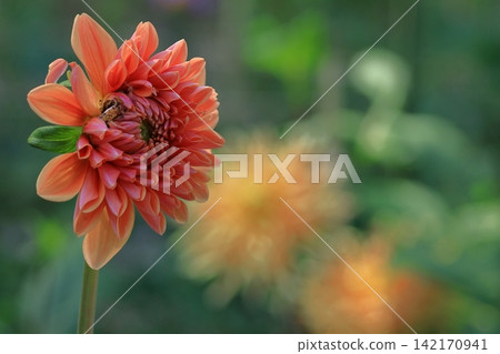Colorful large flower Colorful large flower 142170941
