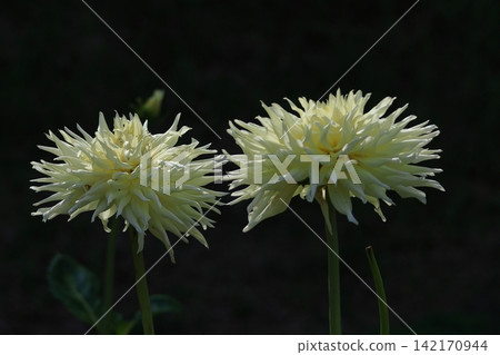 Colorful large flower Colorful large flower 142170944