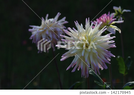 Colorful large flower Colorful large flower 142170945