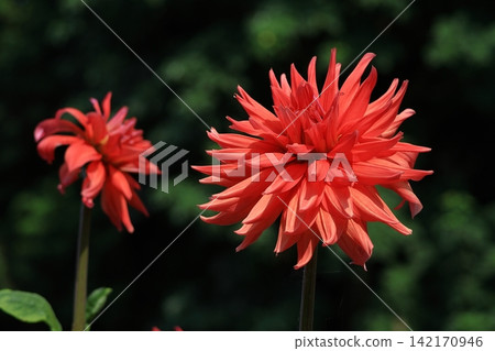 Colorful large flower Colorful large flower 142170946