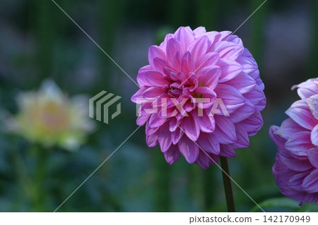 Colorful large flower Colorful large flower 142170949