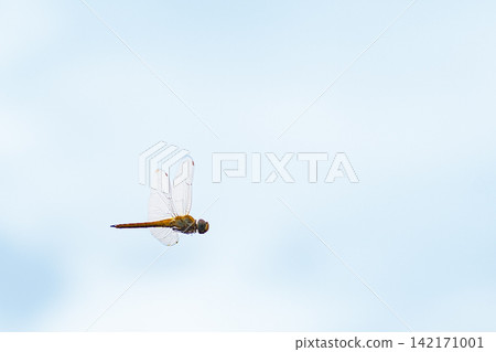 A dragonfly that fly in the blue sky A dragonfly that fly in the blue sky 142171001