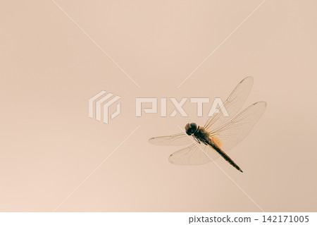 Dragonfly flying in the sunset sky 142171005