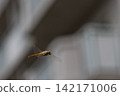 Flying Dragonfly 142171006