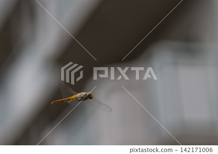 Flying Dragonfly Flying Dragonfly 142171006
