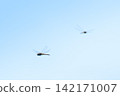 Dragonflies flying against a blue sky 142171007