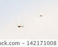 A dragonfly flying against the backdrop of the setting sun. 142171008