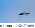Dragonflies against a blue sky 142171009