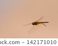 Dragonflies bathed in the sunset light 142171010