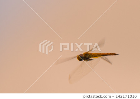 Dragonflies bathed in the sunset light Dragonflies bathed in the sunset light 142171010
