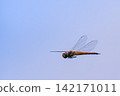 Dragonflies flying against a blue sky 142171011