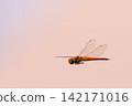 A dragonfly flying against the backdrop of the setting sun. 142171016