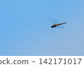 Dragonflies flying against a blue sky 142171017