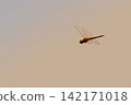 Dragonflies flying against a sunset backdrop 142171018