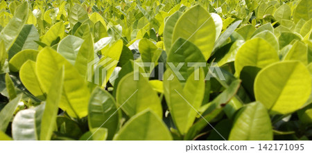 Bright green foliage illuminated by sunlight. Bright green foliage illuminated by sunlight. 142171095
