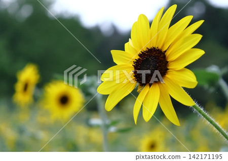 Flower of the sun Flower of the sun 142171195