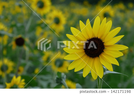 Flower of the sun Flower of the sun 142171198