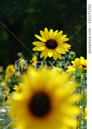 Flower of the sun Flower of the sun 142171202