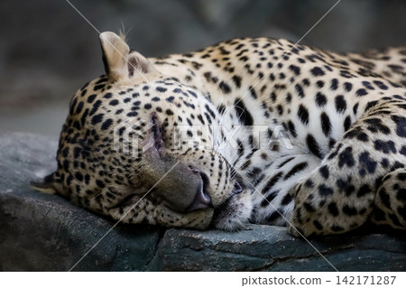 Leopard Sleeping Peacefully on Rock with Eyes Closed Close Up Portrait Leopard Sleeping Peacefully on Rock with Eyes Closed Close Up Portrait 142171287
