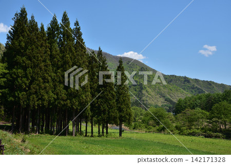 日本鄉村景色，青山環繞，杉樹林立。 142171328