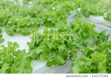 Fresh Green Oak Lettuce Growing in Organic Hydroponic Farm System Close up Fresh Green Oak Lettuce Growing in Organic Hydroponic Farm System Close up 142171362