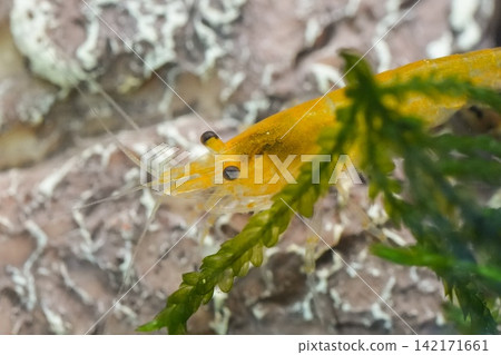 Vibrant Gold Sakura Shrimp Roam Among River Stones Seeking Food in Fresh Water Aquarium Scenery Vibrant Gold Sakura Shrimp Roam Among River Stones Seeking Food in Fresh Water Aquarium Scenery 142171661