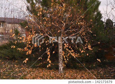 Autumn tree with yellow leaves standing in quiet yard near fence, autumn tree branches moving in light wind, natural autumn tree detail. Lonely fall tree covered with yellow leaves in rural yard. Autumn tree with yellow leaves standing in quiet yard near fence, autumn tree branches moving in light wind, natural autumn tree detail. Lonely fall tree covered with yellow leaves in rural yard. 142171679