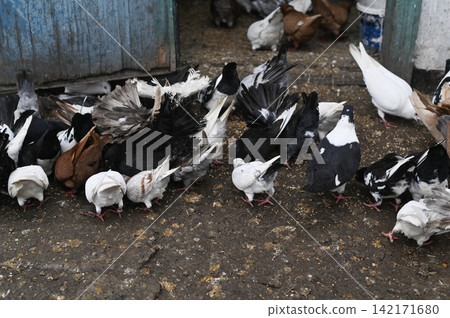 Beautiful pigeons eats grain with flock on dirty ground. Beautiful pigeons eats grain with flock on dirty ground. 142171680