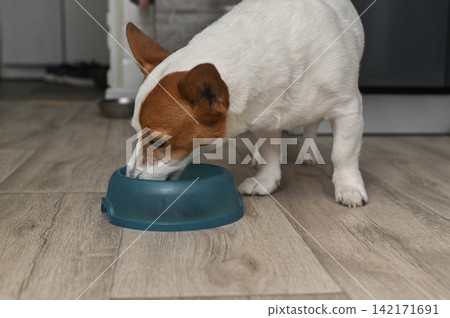 Jack Russell dog eats dry pet food from blue bowl on floor. Jack Russell dog eats dry pet food from blue bowl on floor. 142171691