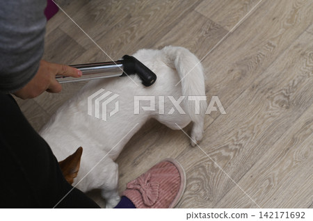 Adult female vacuums cute dog on laminate inside apartment. Adult female vacuums cute dog on laminate inside apartment. 142171692