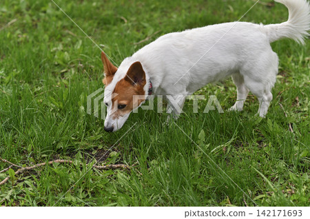 Jack Russell dog investigating scent in green grass during outdoor walk. Jack Russell dog investigating scent in green grass during outdoor walk. 142171693