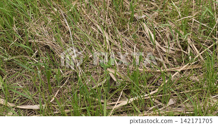 Grass covers ground with fresh green blades and wild texture. Grass covers ground with fresh green blades and wild texture. 142171705