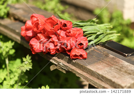 Fresh cut blossom tulips on wood surface represents spring season beauty. Fresh cut blossom tulips on wood surface represents spring season beauty. 142171889