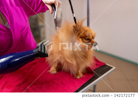 Fluffy spitz dog fur blowing in the wind from a dryer Fluffy spitz dog fur blowing in the wind from a dryer 142172177