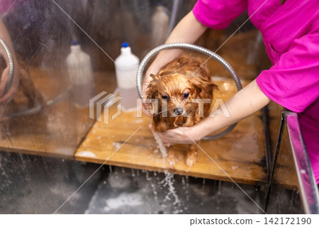 Wet small dog smiling during washing procedure Wet small dog smiling during washing procedure 142172190