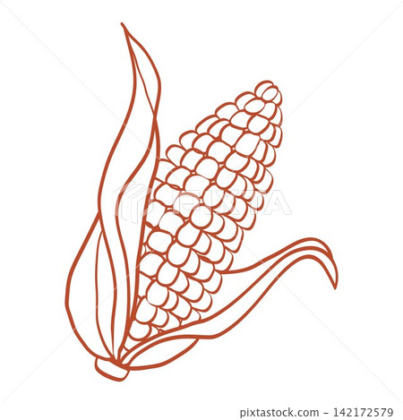 Whimsical monochrome vector illustration of a ripe corn cob in its husk, drawn by hand with lively uneven outlines and isolated on a transparent background. Whimsical monochrome vector illustration of a ripe corn cob in its husk, drawn by hand with lively uneven outlines and isolated on a transparent background. 142172579